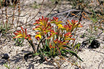 Anigozanthos humilis