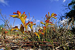 Anigozanthos humilis