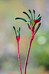 Anigozanthos manglesii