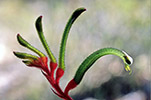 Anigozanthos manglesii