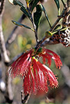 Calothamnus homalophyllus