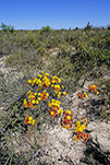 Verticordia nobilis