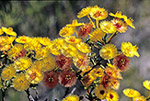 Verticordia nobilis