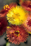 Verticordia nobilis