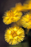 Verticordia nobilis