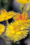 Verticordia nobilis