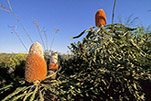 Banksia prionotes