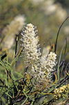 Grevillea intricata