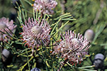 Isopogon teretifolius