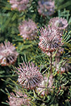 Isopogon teretifolius