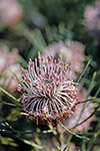 Isopogon teretifolius
