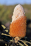 Banksia prionotes