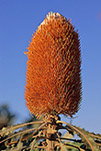 Banksia prionotes