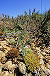 Grevillea dryandroides