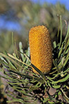Banksia sp.