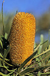 Banksia sp.