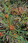 Dryandra lindleyana