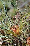 Dryandra lindleyana
