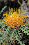 Dryandra nobilis