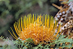 Dryandra nobilis