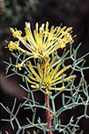 Petrophile divaricata