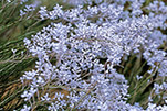 Conospermum brachyphyllum