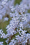 Conospermum brachyphyllum