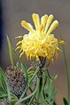 Petrophile sp.