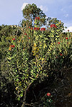 Banksia coccinea