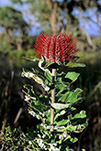 Banksia coccinea