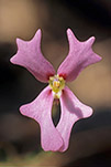 Stylidium calcaratum