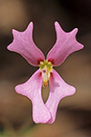 Stylidium calcaratum