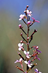 Stylidium sp.