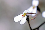 Stylidium sp.
