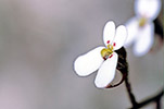 Stylidium sp.