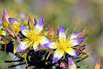 Calytrix depressa