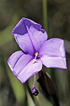 Patersonia occidentalis