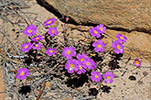 Calandrinia polyandra