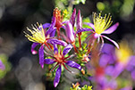 Calytrix eneabbensis