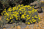 Hibbertia hypericoides