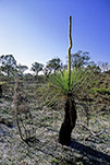Xanthorrhoea preissii