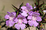 Hemigenia pungens