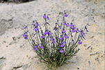 Hybanthus calycinus