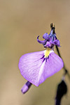 Hybanthus calycinus