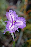 Thysanotus patersonii