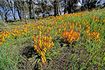 Lachenalia aloides