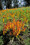 Lachenalia aloides