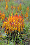 Lachenalia aloides