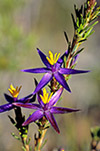 Calectasia grandiflora