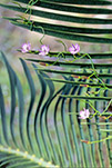Thysanotus patersonii